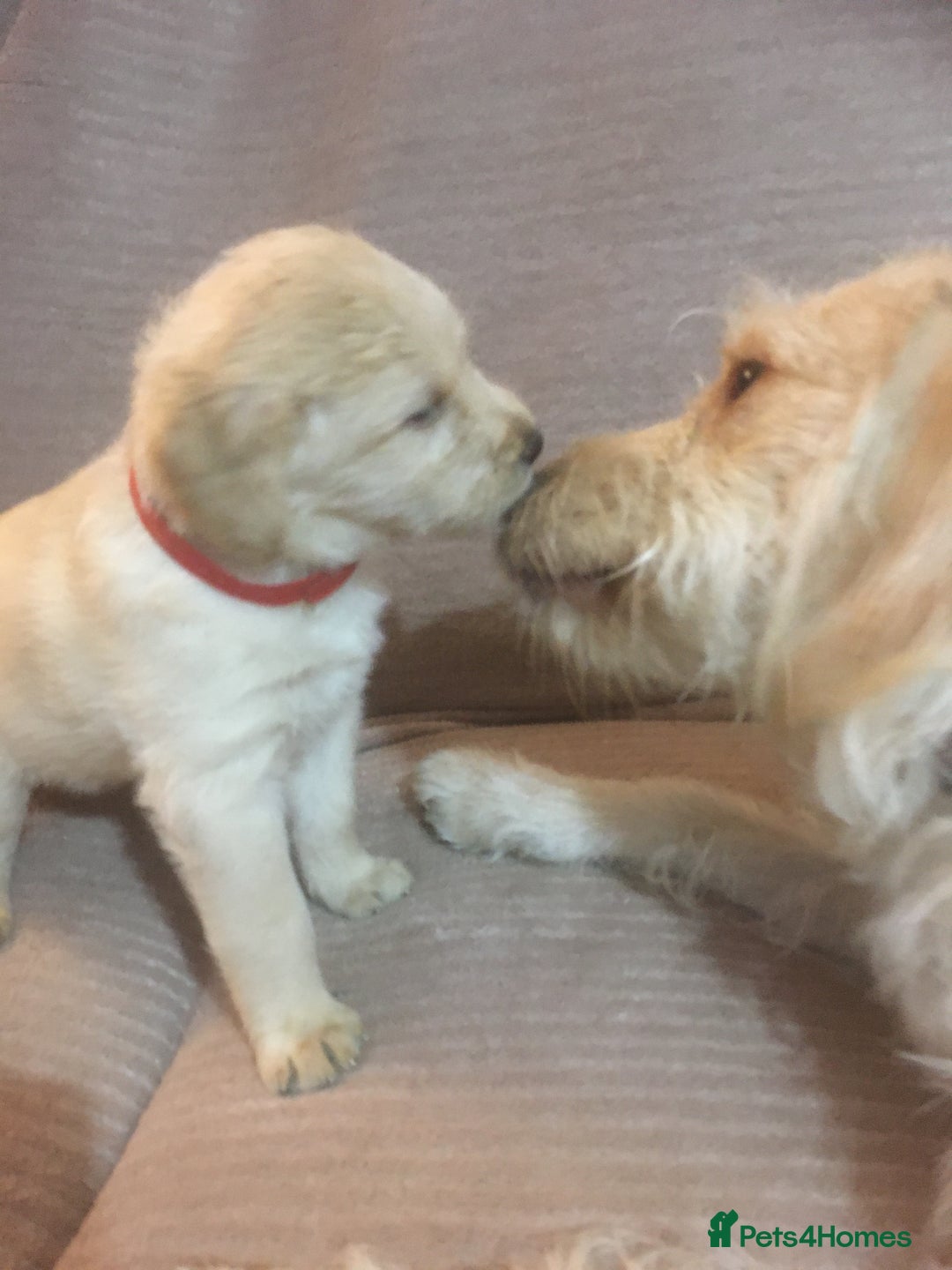 Labradoodle dogs for sale: Labradoodle puppies for sale £600-£750 - Image 22