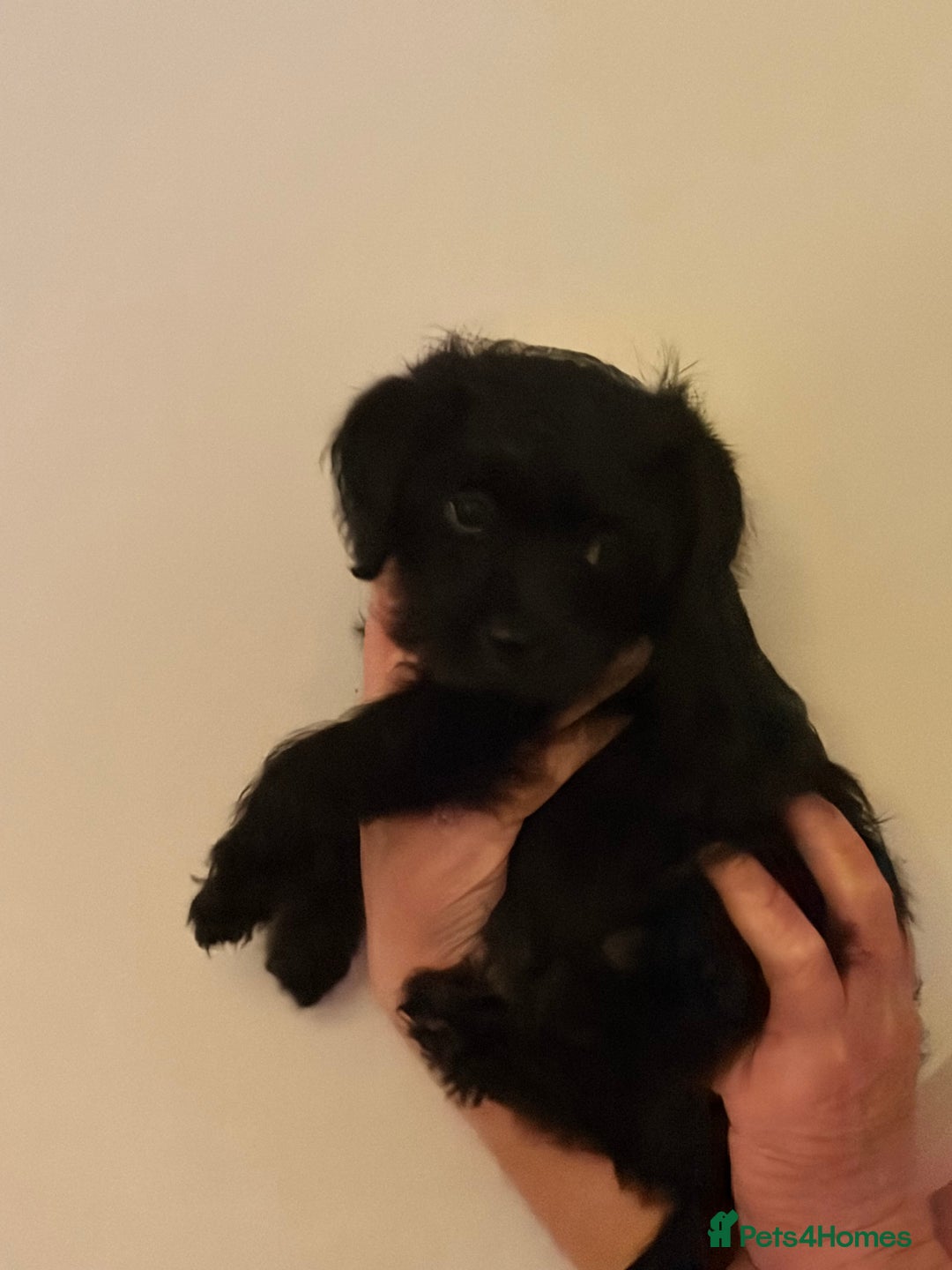 Mixed Breed dogs for sale: Poodle Cross Puppies (x2 female left) - Advert 4
