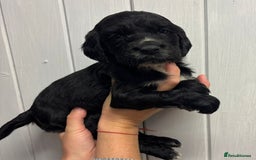 Sprocker dogs for sale: Beautiful Litter Of Sprocker Puppies   - Image 8