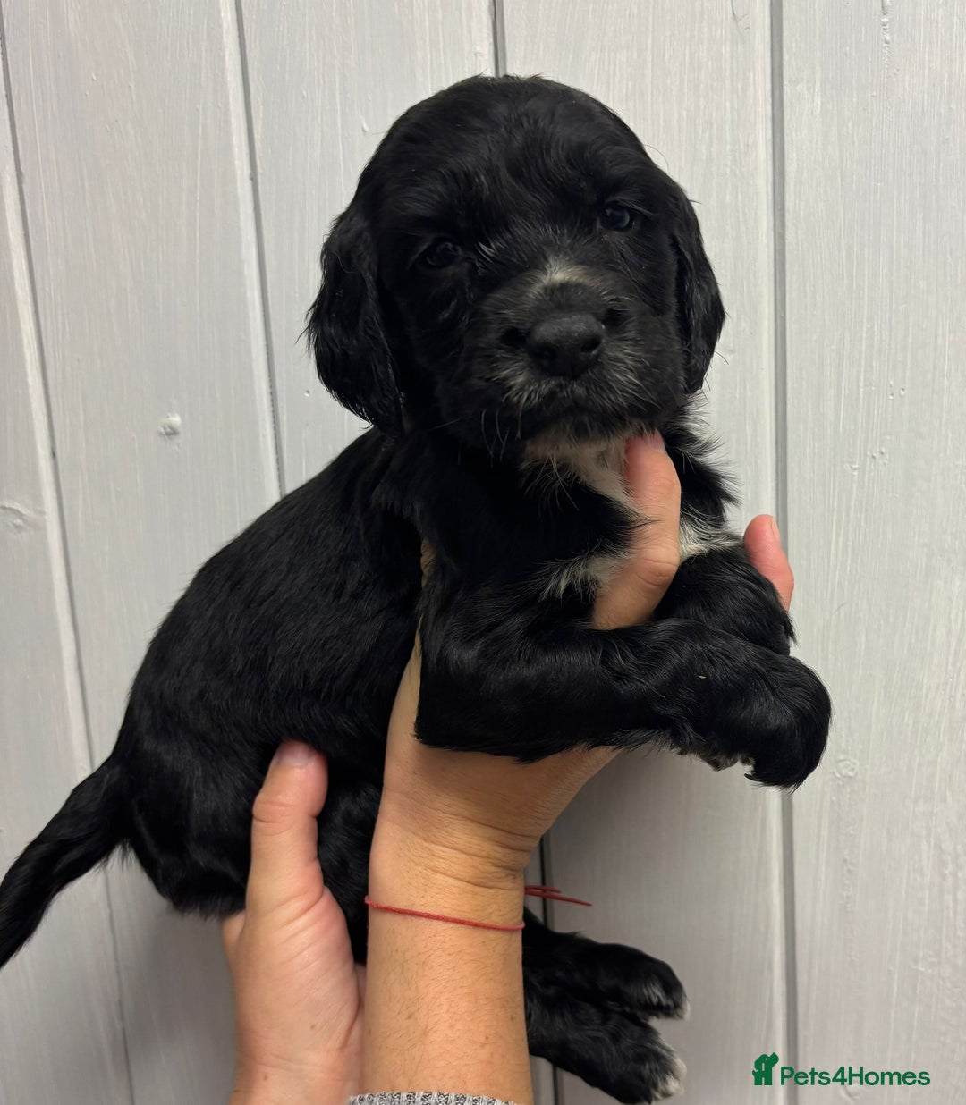 Sprocker dogs for sale: Beautiful Litter Of Sprocker Puppies   - Image 8