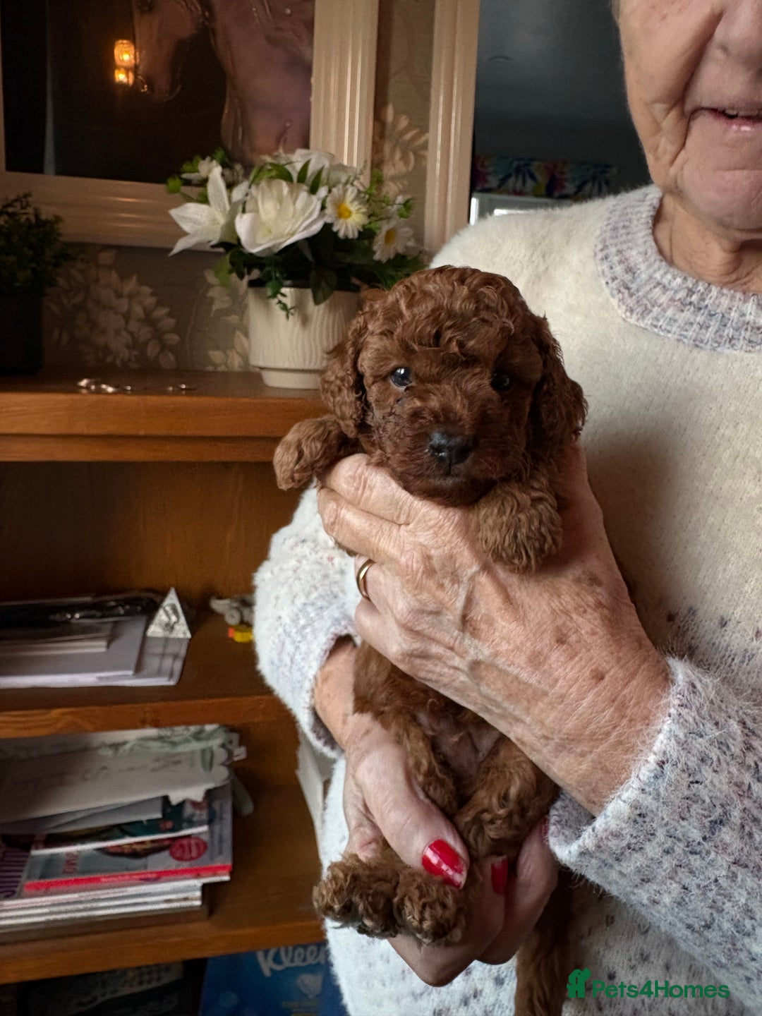 Toy Poodle dogs for sale: Tiny Toy Poodle - Advert 3
