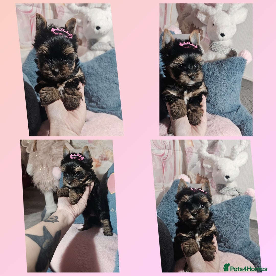 Yorkshire Terrier dogs for sale: Tiny Yorkshire Terrier with one boy merle - Advert 2