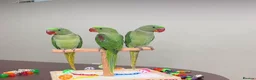 Parrots birds for sale: Super tame baby Ringneck and Alexandrine parrots in Barking - Advert 16