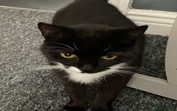 British Shorthair cats for sale: £20 British shorthair £20 - Image 3