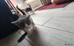Mixed Breed cats for sale: 4 Mixed Breed Kittens  - Image 18