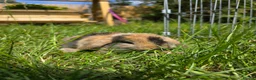 Mini Lop rabbits for sale: 4 Purebred Mini Lop kits for sale - Advert 16