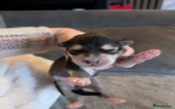 Alaskan Malamute dogs for sale: KC Alaskan malamute puppies champion lines - Image 33