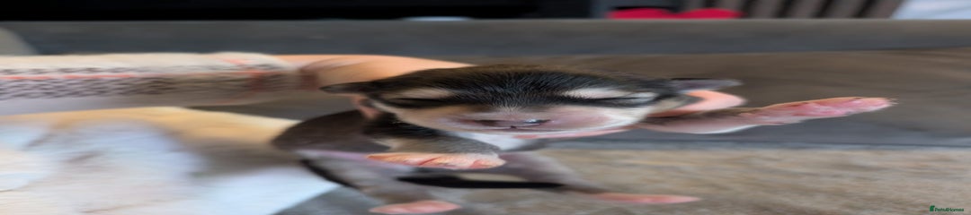 Alaskan Malamute Puppy Yellow