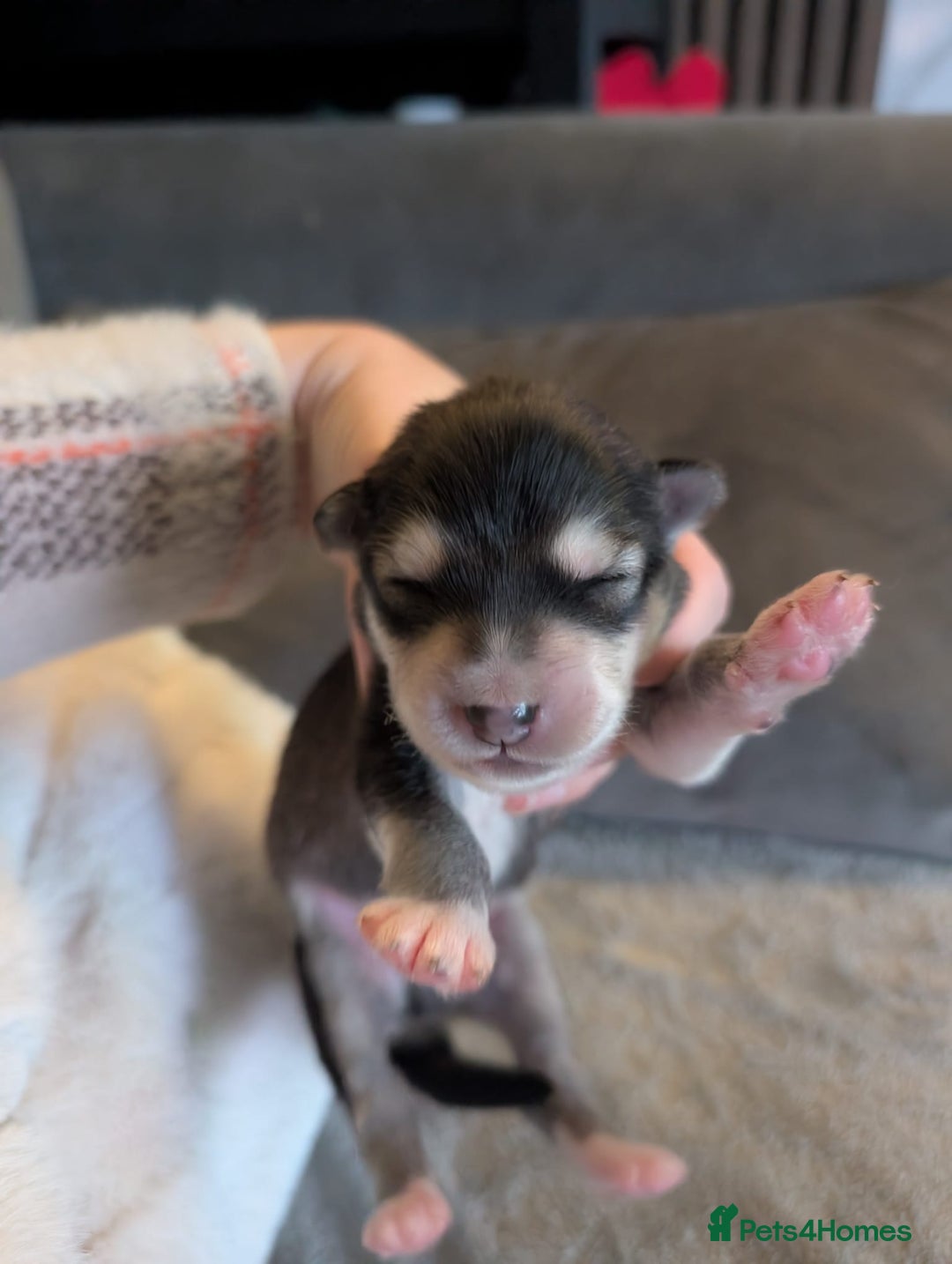 Alaskan Malamute dogs for sale: KC Alaskan malamute puppies champion lines - Image 33