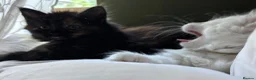 Norwegian Forest Cat cats for sale: I saved the best girl for last!  - Advert 10