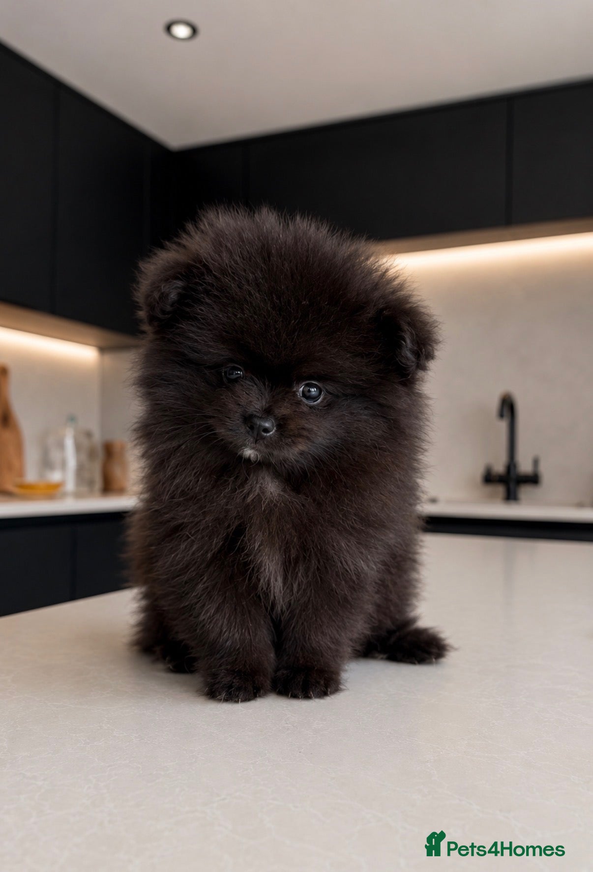 Pomeranian dogs Extra small teddy faced Pom - Advert 1