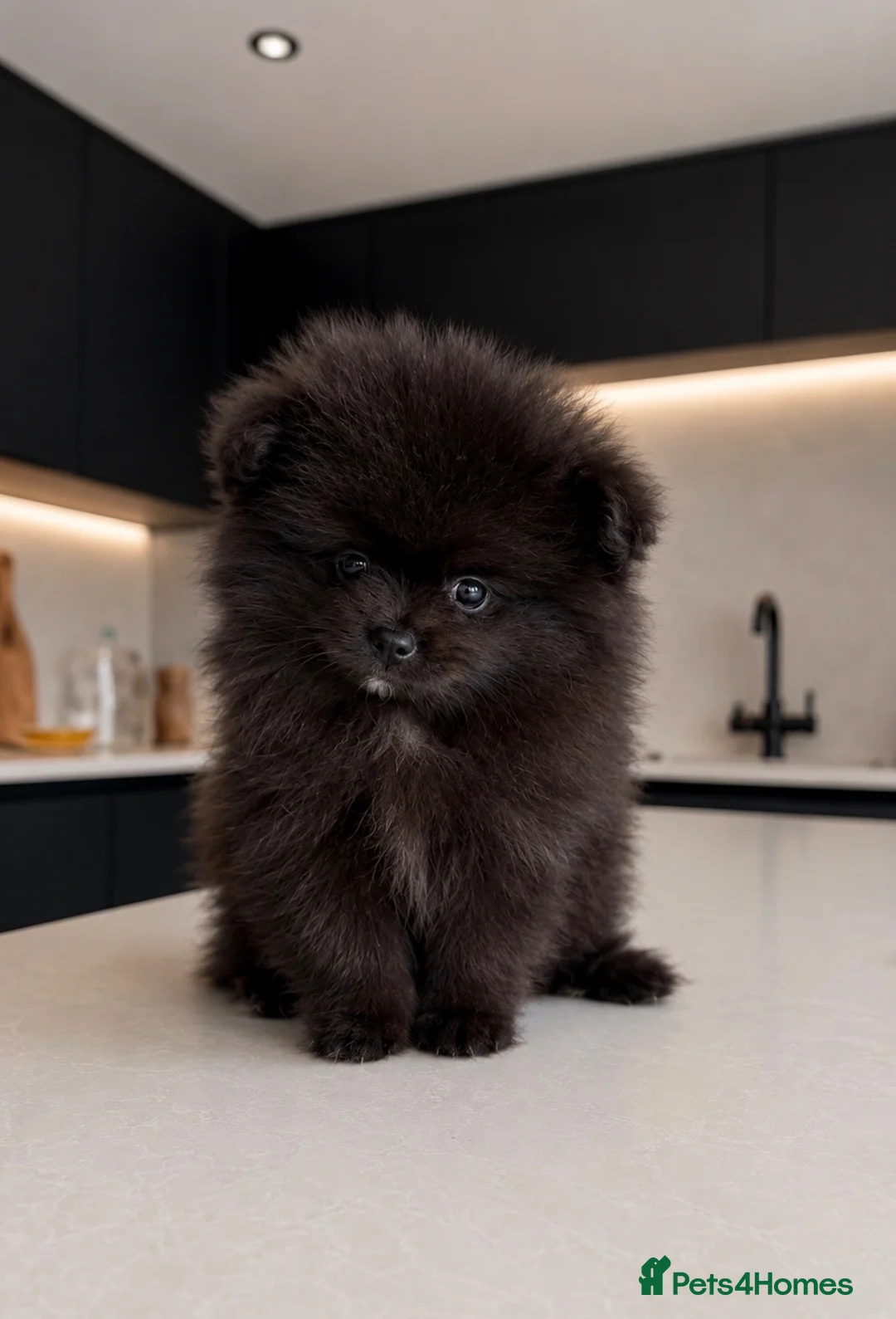 Pomeranian dogs for sale: Extra small teddy faced Pom - Advert 1