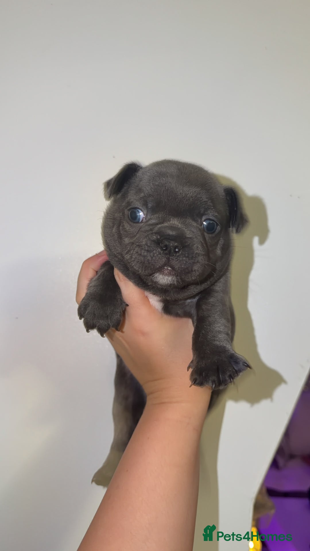 French Bulldog dogs for sale: Gorgeous Lilac, Pink Isabella, & Blue Frenchies - Advert 31