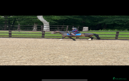 Welsh Section A horses for sale: Beautiful mare for sale  - Image 2