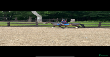 Welsh Section A horses - Advert 1