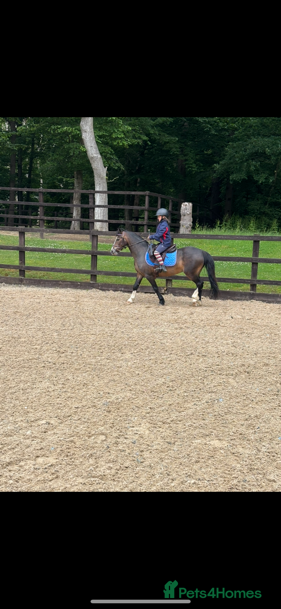 Welsh Section A horses for sale: Beautiful mare for sale  - Image 2