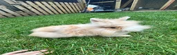 Mixed Breed rabbits for sale: Rabbits for sale - Advert 7