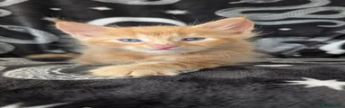 Maine Coon 4