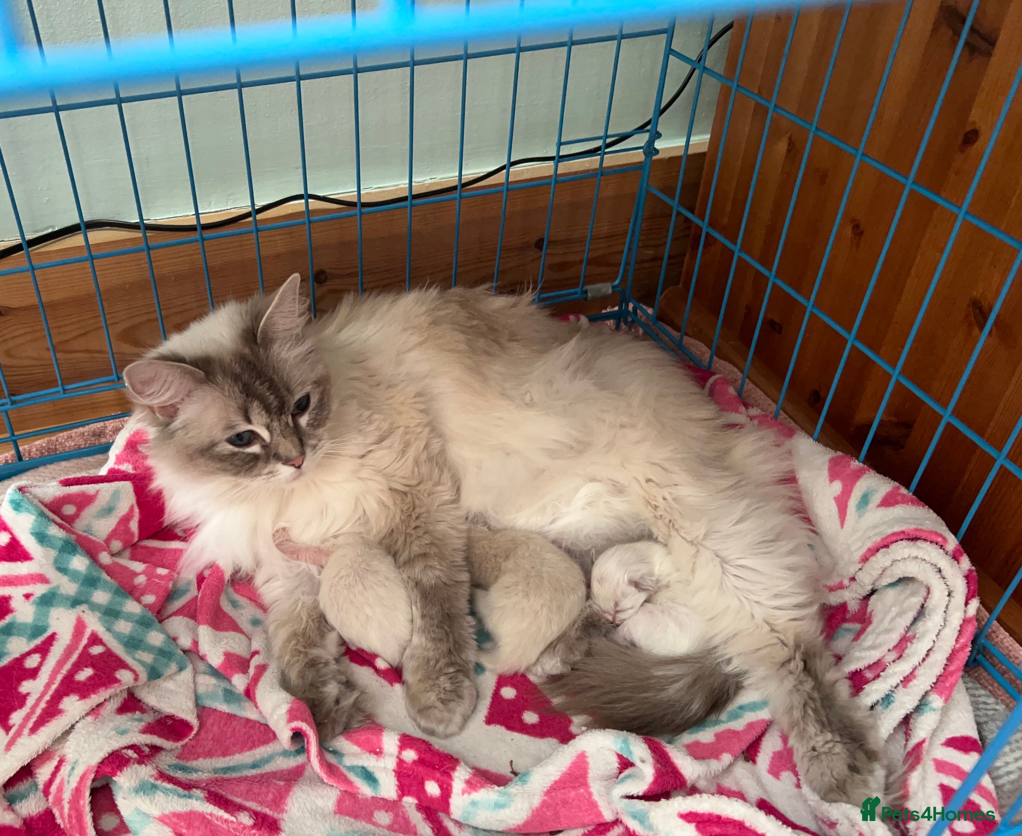 Ragdoll cats 3 Lilac Blue Ragdoll Little Girls 9wks old  - Advert 14