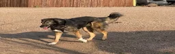 Mixed Breed dogs for adoption: Meet Barak, currently residing in Cheshire  in Nantwich - Advert 8