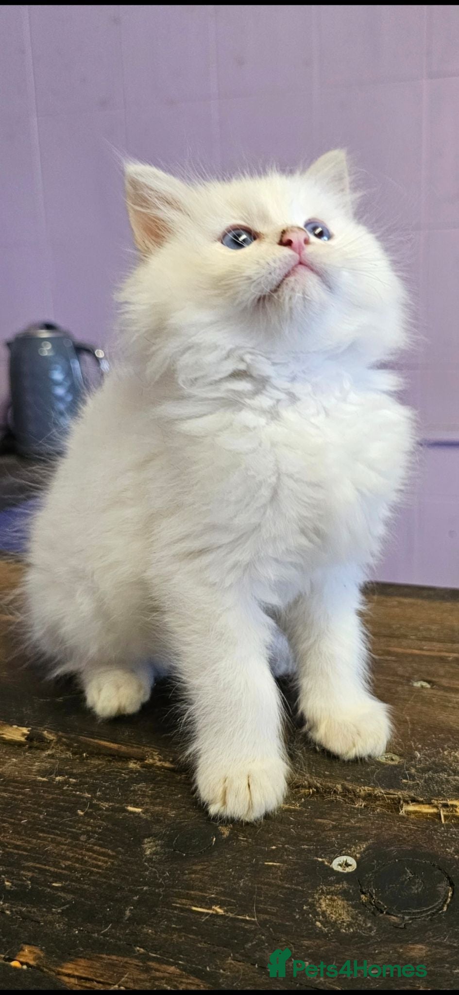 Ragdoll cats Amazing Ragdoll Babies  - Advert 2