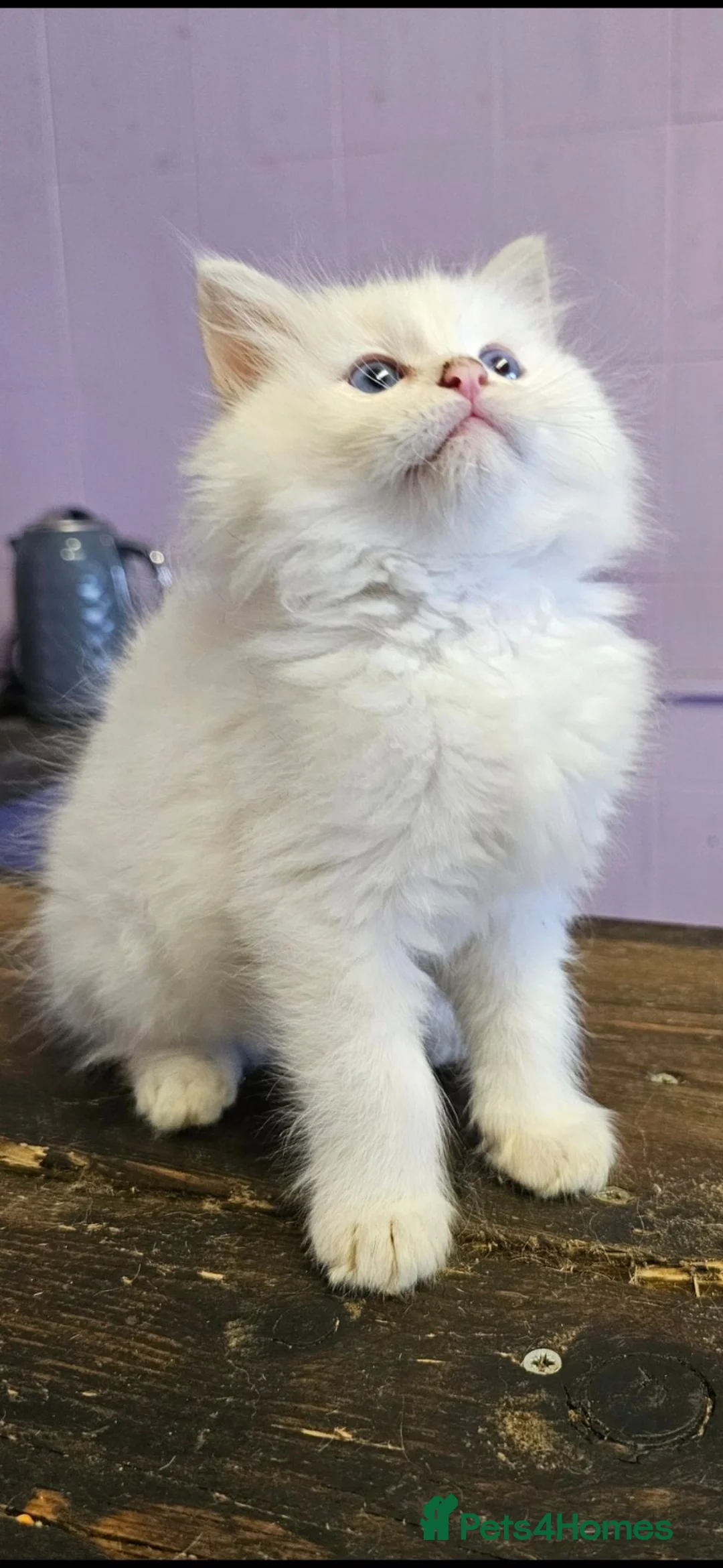 Ragdoll cats for sale: Amazing Ragdoll Babies  in Hartlepool - Advert 2