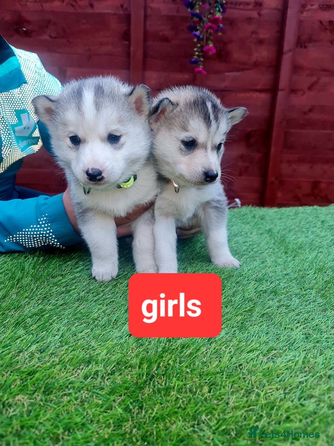 Siberian Husky dogs for sale: 6 siberian husky  - Advert 13