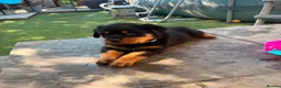 Rottweiler dogs for sale: ⭐️4 Rottweiler Boys For Sale ⭐️ - Advert 5