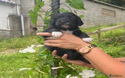 English Setter dogs for adoption: Setter x Pups (Rina's Puppies) - Image 31