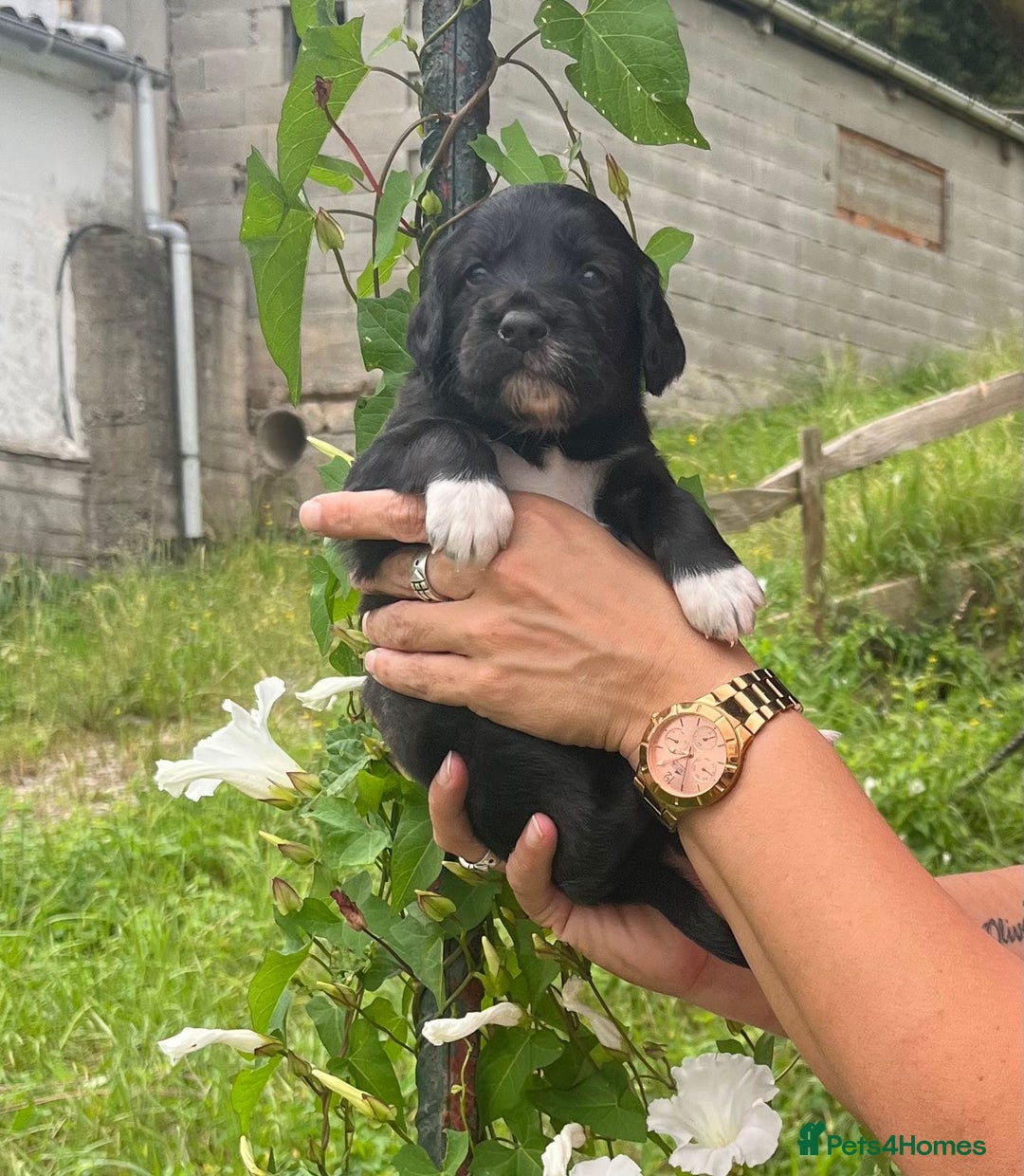 English Setter dogs for adoption: Setter x Pups (Rina's Puppies) - Image 31