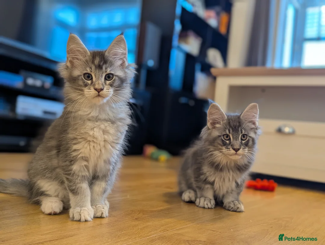 Maine Coon cats for sale: 🏅GCCF🏅 pure maine coon kittens  - Advert 18