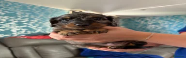 Miniature Dachshund 3