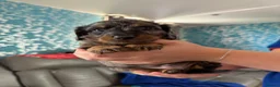 Miniature Dachshund dogs for sale: 3 Silver Dapple Mini Dachshund Pups for sale in Dunfermline - Advert 2