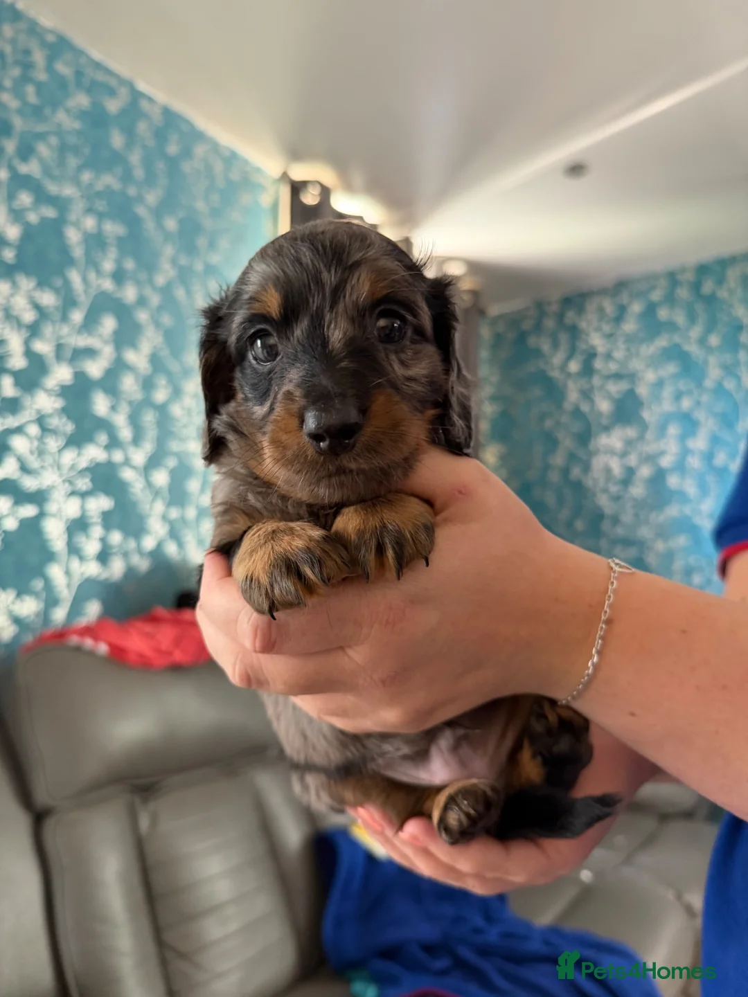Miniature Dachshund dogs for sale: 3 Silver Dapple Mini Dachshund Pups for sale in Dunfermline - Advert 2