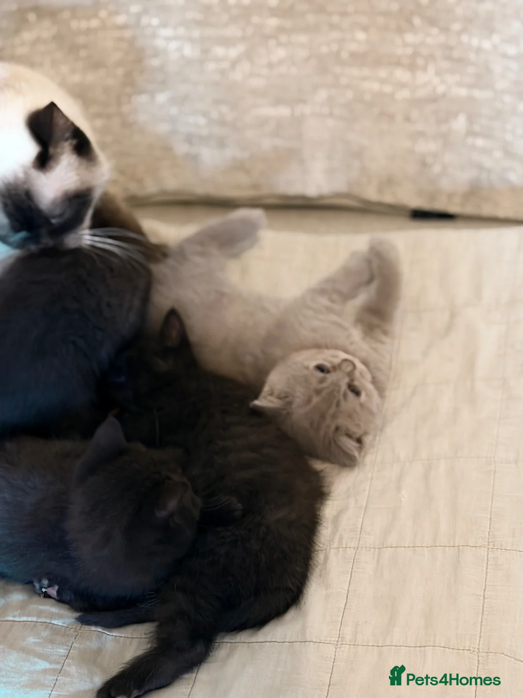 British Shorthair cats for sale: Brown and lilac British Short hair - Advert 16