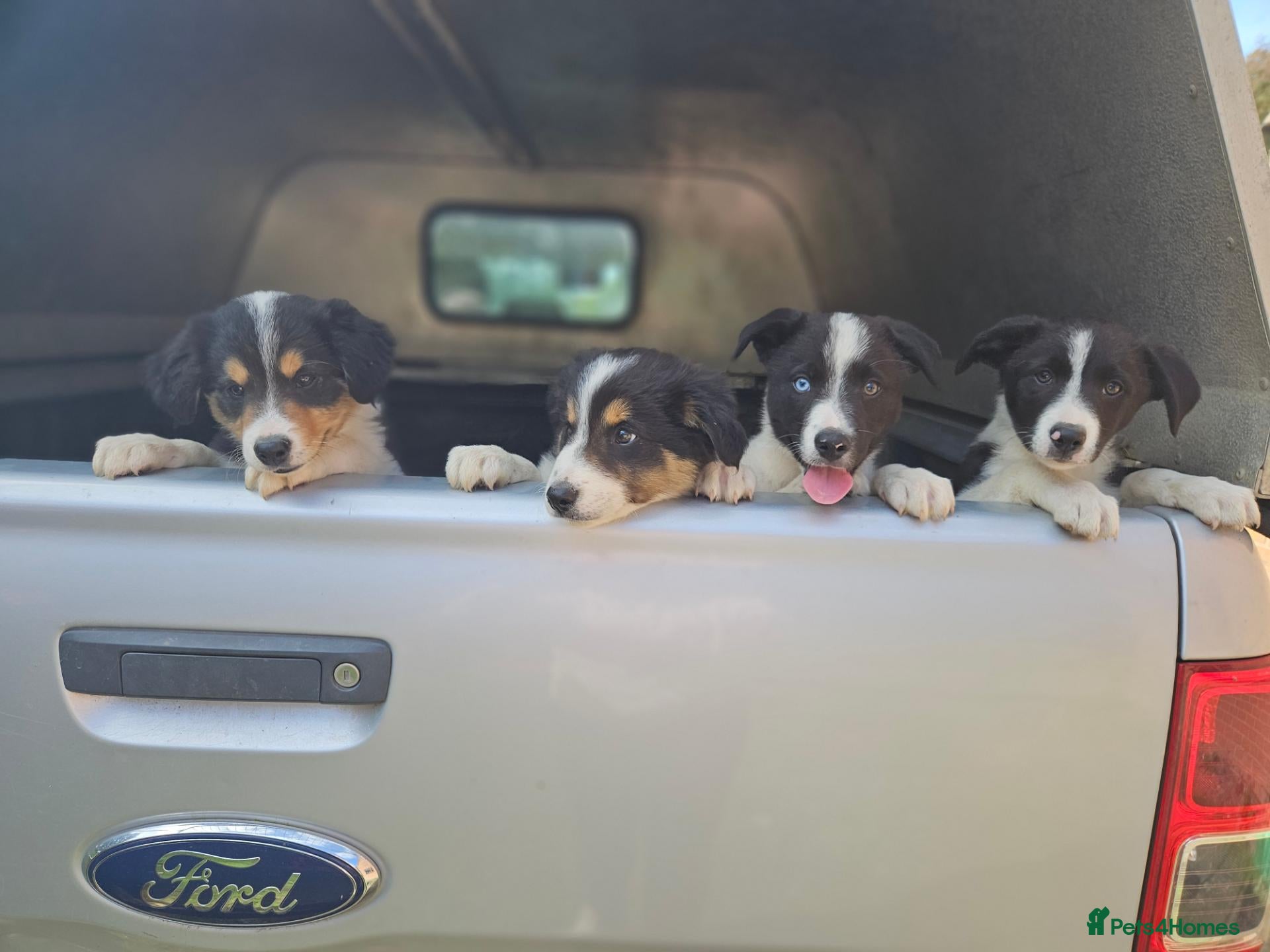 Border Collie dogs Beautiful Border Collie Puppies - Advert 2