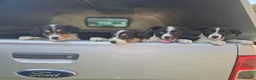 Border Collie dogs for sale: Beautiful Border Collie Puppies - Advert 19