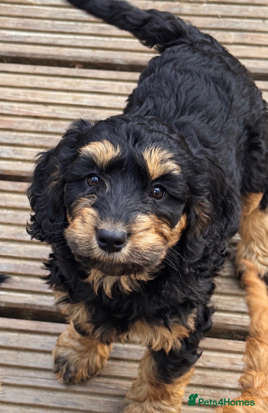 Cockapoo dogs Happy healthy absolutely gorgeous Cockapoo babies - Advert 1