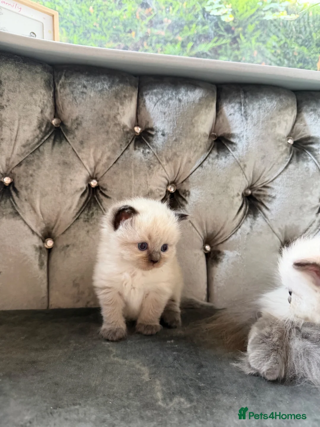 Ragdoll cats for sale: Ragdoll - Advert 2