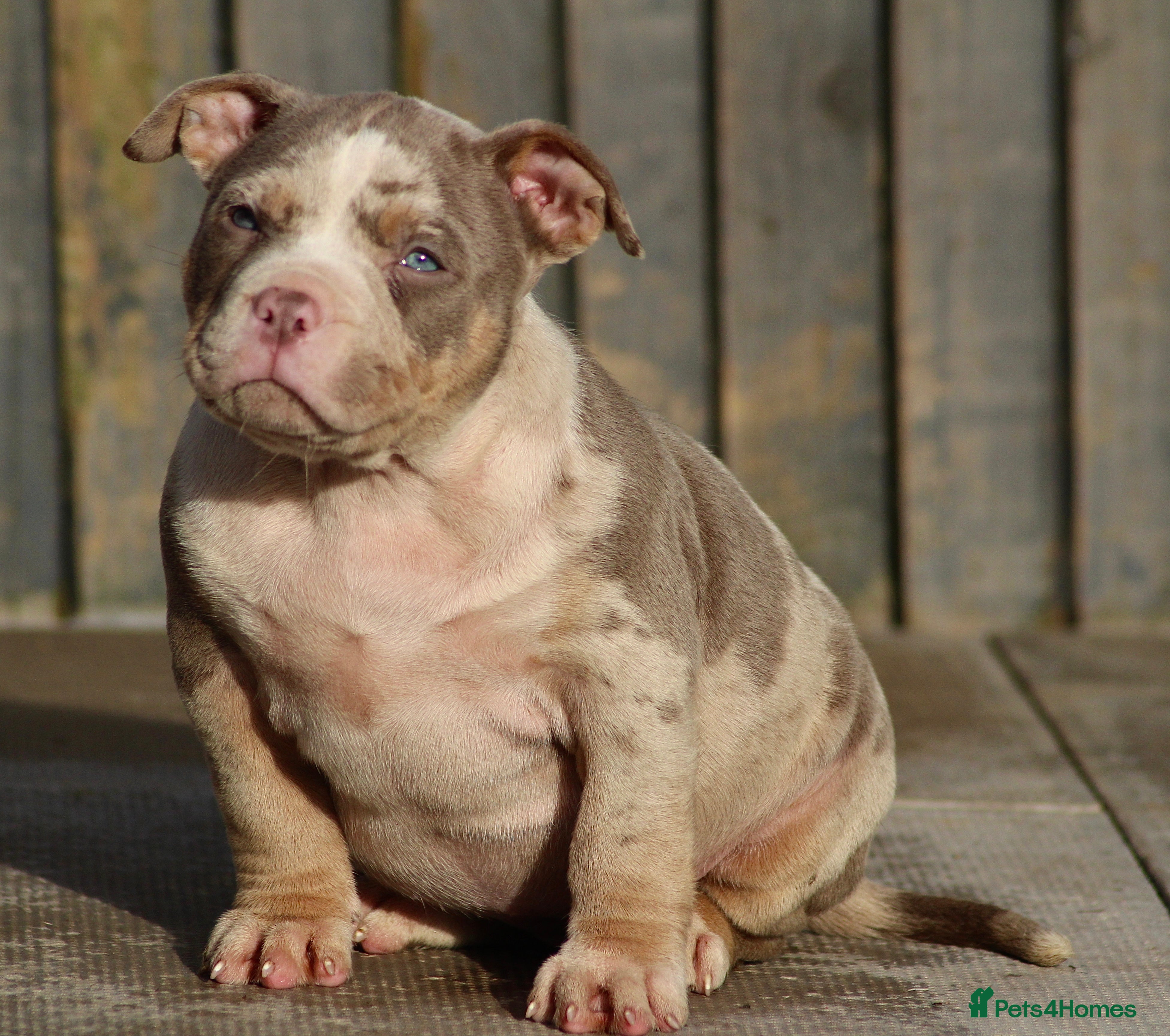 American Bully dogs American Bullys ( 3 females left ) - Advert 17