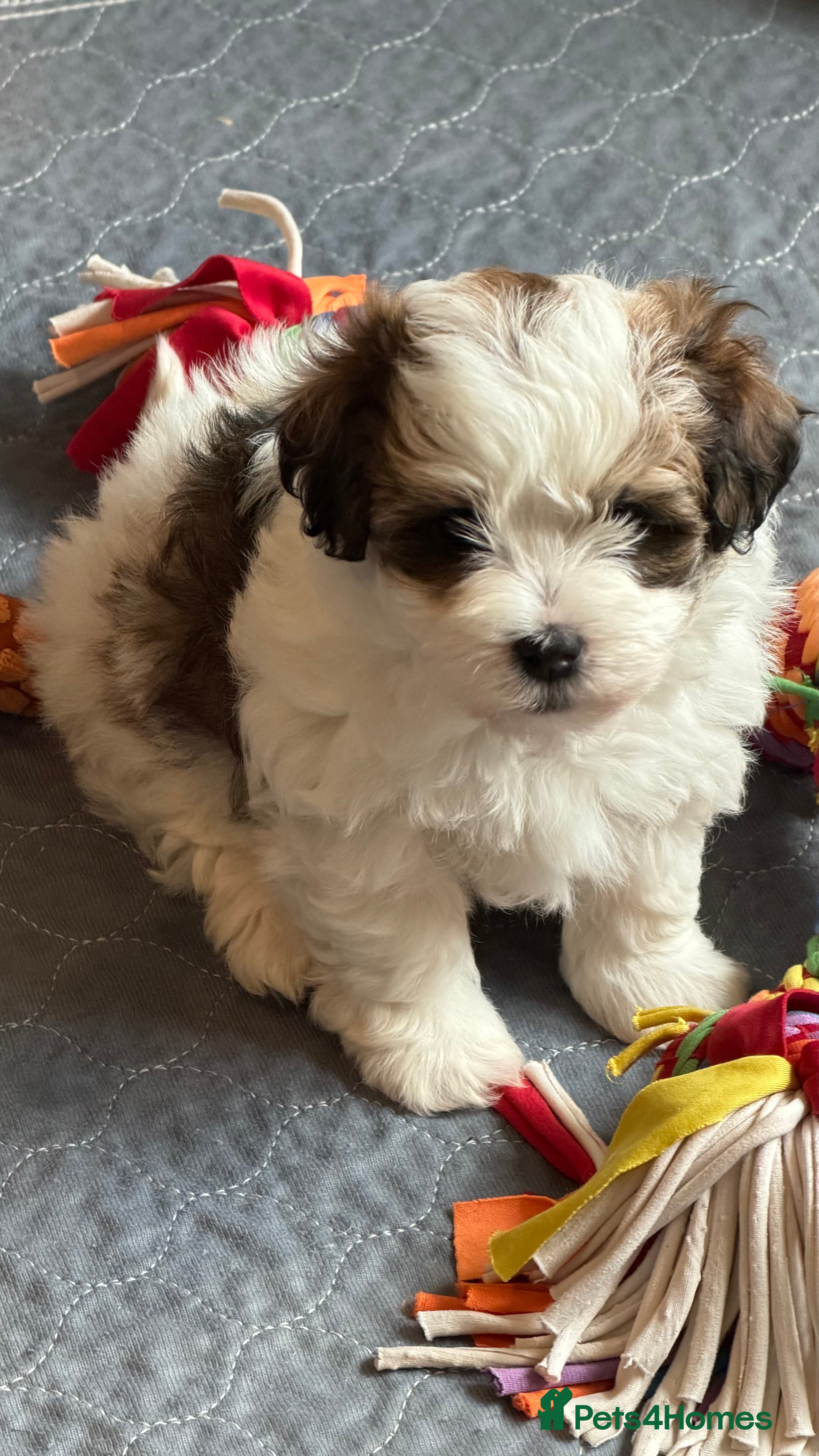 Havanese dogs Pure KC Havanese from 5 star licensed breeder  - Advert 2