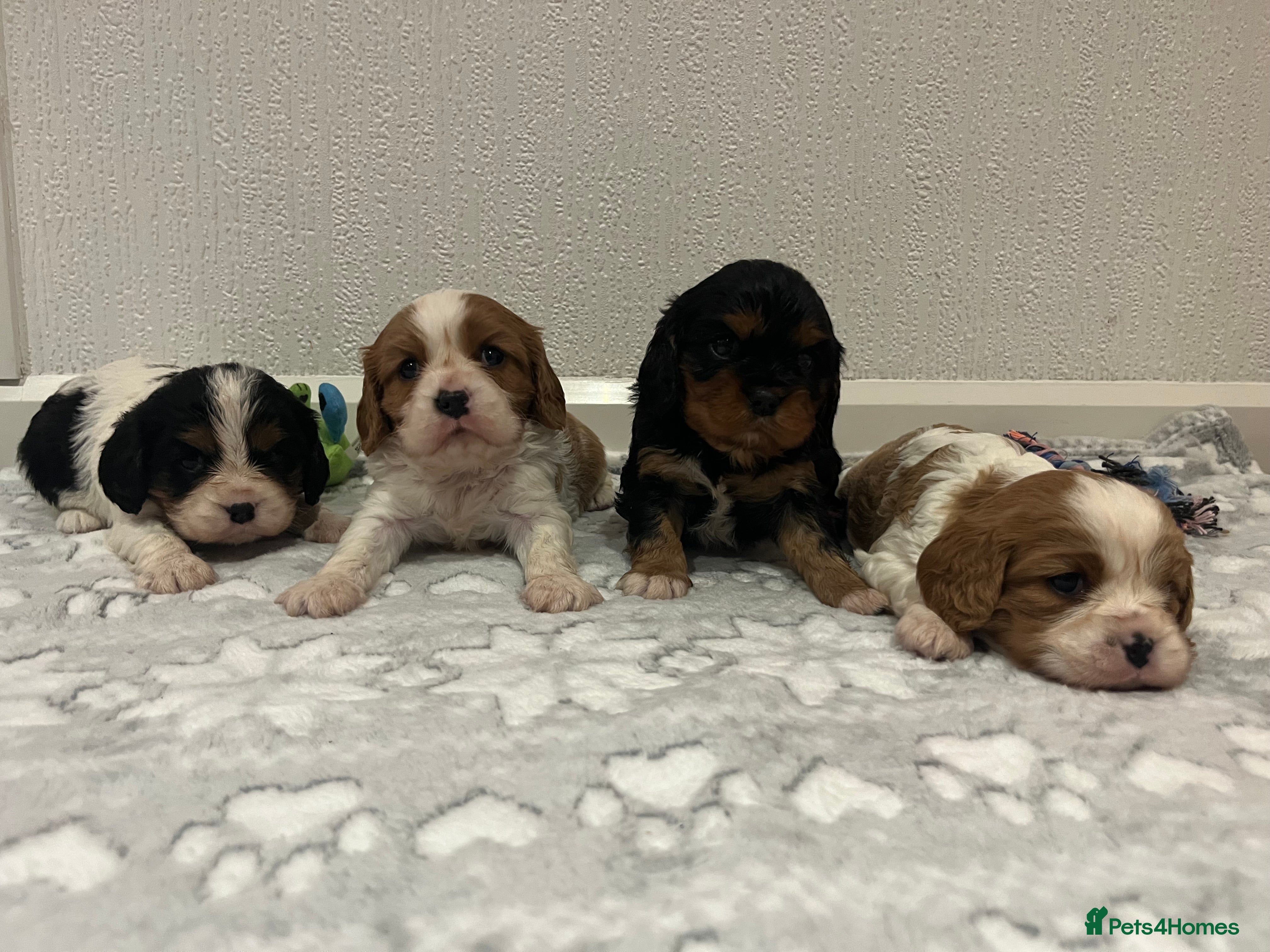 Cavalier King Charles Spaniel dogs Cavalier King Charles puppy’s  - Advert 5