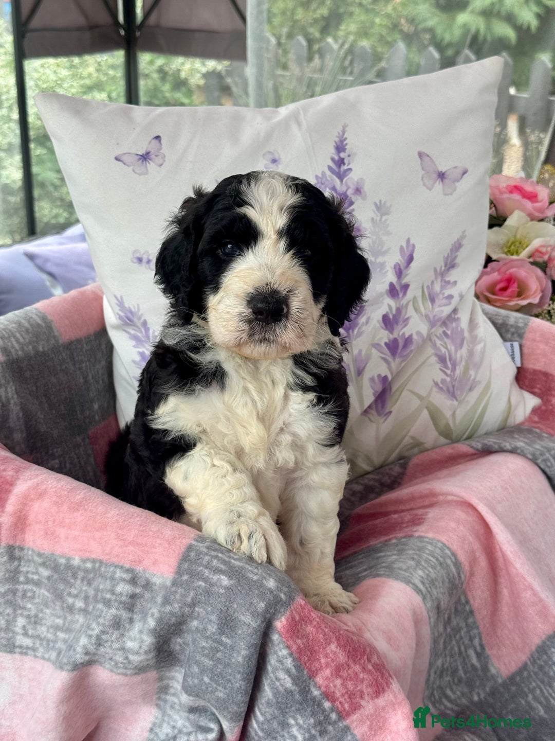 Saint Bernard dogs for sale: F1 st doodles puppies for sale - Image 35