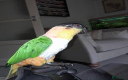Parrots birds for sale: Mango - Image 2