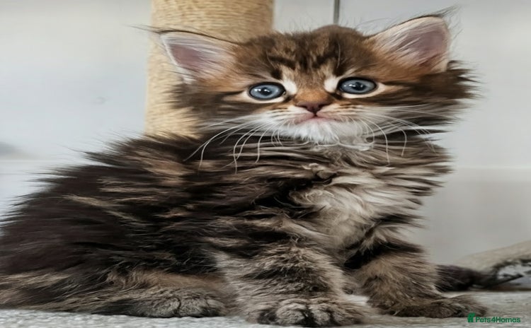 Maine Coon cats - Advert 5