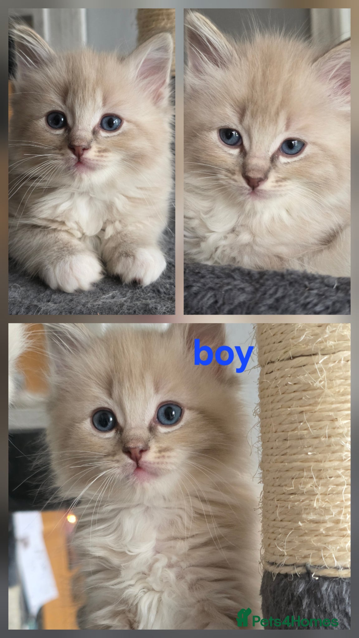 Ragdoll cats Ragdoll kittens - Advert 2
