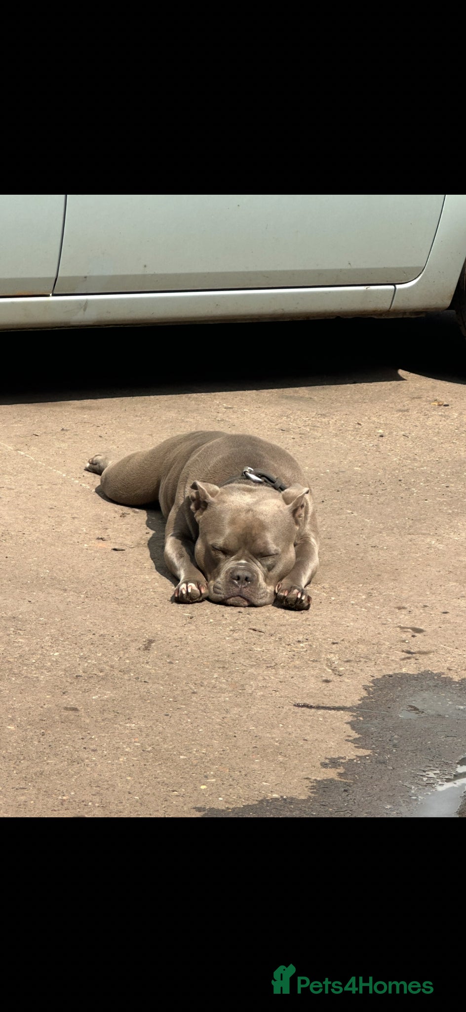 American Bully dogs Stunning Blue Bully UKBKC  - Advert 2