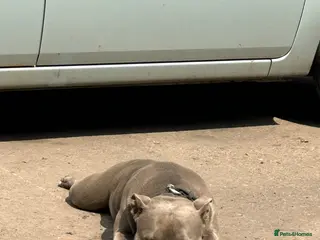 American Bully dogs Stunning Blue Bully UKBKC - Advert 2