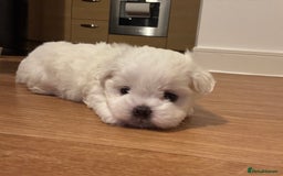 Maltese dogs for sale: Beautiful Boy Korean Maltese Puppy  in Tonbridge - Image 6