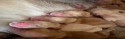 Labrador Retriever dogs for sale: 8 Labrador puppy’s for sale  - Advert 17